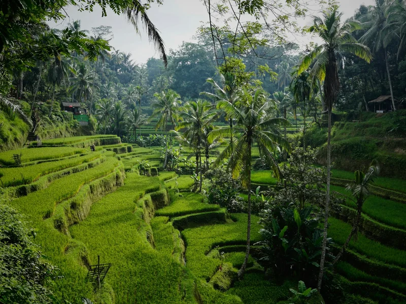 Bali highlight view 4 - Tegalalang Terraces