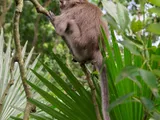 Ubud Forest
