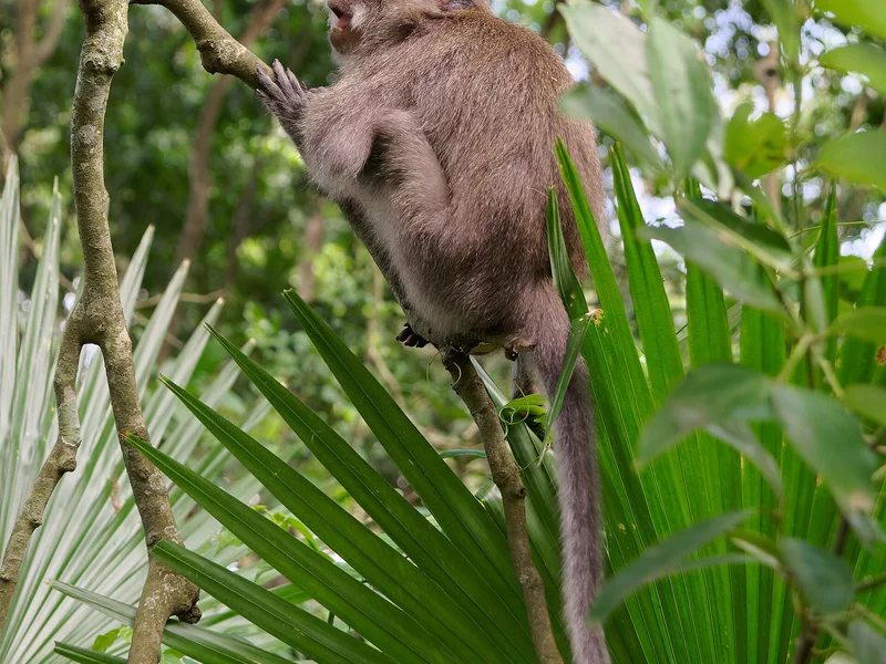 Bali highlight view 5 - Ubud Forest